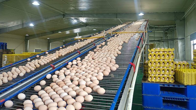 Breeder Cage Feeding System factory