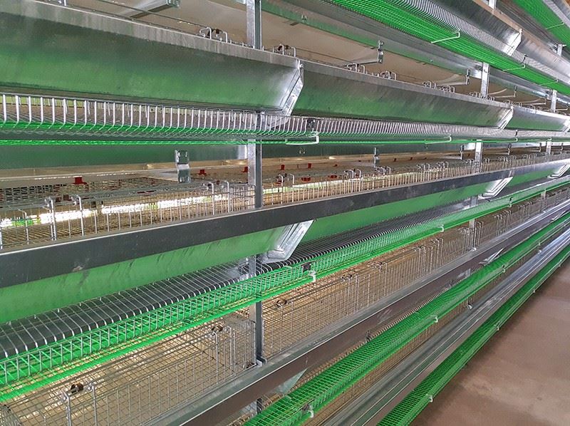 Complete Automatic H Frame Quail Cage suppliers